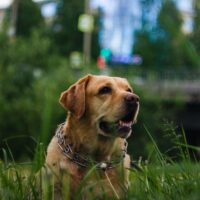 dog in the park grass